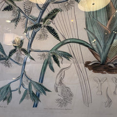 Pair of Antique Botanical Prints Framed in Antiqued Gold Frames, Sku: 033569