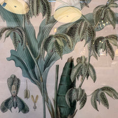 Pair of Antique Botanical Prints Framed in Antiqued Gold Frames, Sku: 033569