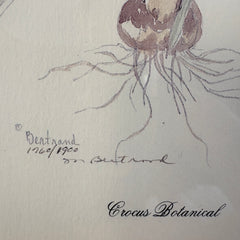 Original Watercolor by Mary Bertrand Limited Edition 1760/1900, "Crocus Botanical", Sku 033791