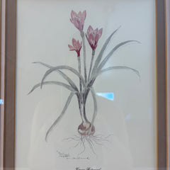 Original Watercolor by Mary Bertrand Limited Edition 1760/1900, "Crocus Botanical", Sku 033791
