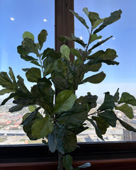Faux Fiddle Leaf Fig Tree with Faux Terra Cotta Planter, Sku 034079