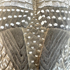 Hand Carved & Painted Loon, Sku: 033278