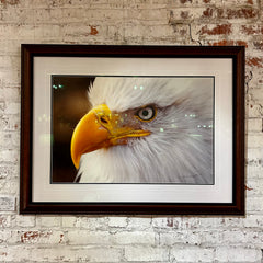 Thomas Mangelsen "Eye of the Wild" Limited Edition Photo Art, Eagle, Framed, Signed