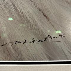 Thomas Mangelsen "Eye of the Wild" Limited Edition Photo Art, Eagle, Framed, Signed