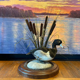 Greater Scaup, "Blue Bill" Duck, Taxidermy on Rock, Wood Base with Cattails, sku: 032915