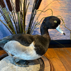 Greater Scaup, "Blue Bill" Duck, Taxidermy on Rock, Wood Base with Cattails, sku: 032915