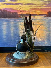 Greater Scaup, "Blue Bill" Duck, Taxidermy on Rock, Wood Base with Cattails, sku: 032915