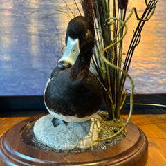 Greater Scaup, "Blue Bill" Duck, Taxidermy on Rock, Wood Base with Cattails, sku: 032915