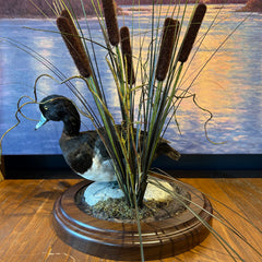 Greater Scaup, "Blue Bill" Duck, Taxidermy on Rock, Wood Base with Cattails, sku: 032915