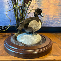 Greater Scaup, "Blue Bill" Duck, Taxidermy on Rock, Wood Base with Cattails, sku: 032915
