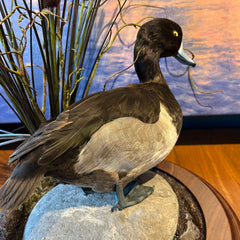 Greater Scaup, "Blue Bill" Duck, Taxidermy on Rock, Wood Base with Cattails, sku: 032915