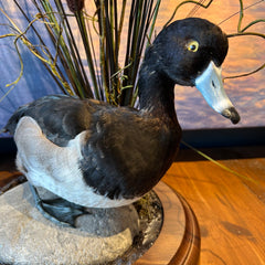 Greater Scaup, "Blue Bill" Duck, Taxidermy on Rock, Wood Base with Cattails, sku: 032915
