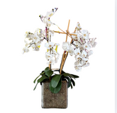 Faux White Orchids in Glass Square Pot