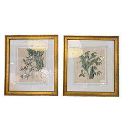 Pair of Antique Botanical Prints Framed in Antiqued Gold Frames, Sku: 033569