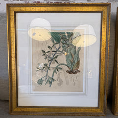 Pair of Antique Botanical Prints Framed in Antiqued Gold Frames, Sku: 033569