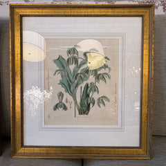 Pair of Antique Botanical Prints Framed in Antiqued Gold Frames, Sku: 033569