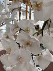 Faux White Orchids in Glass Square Pot