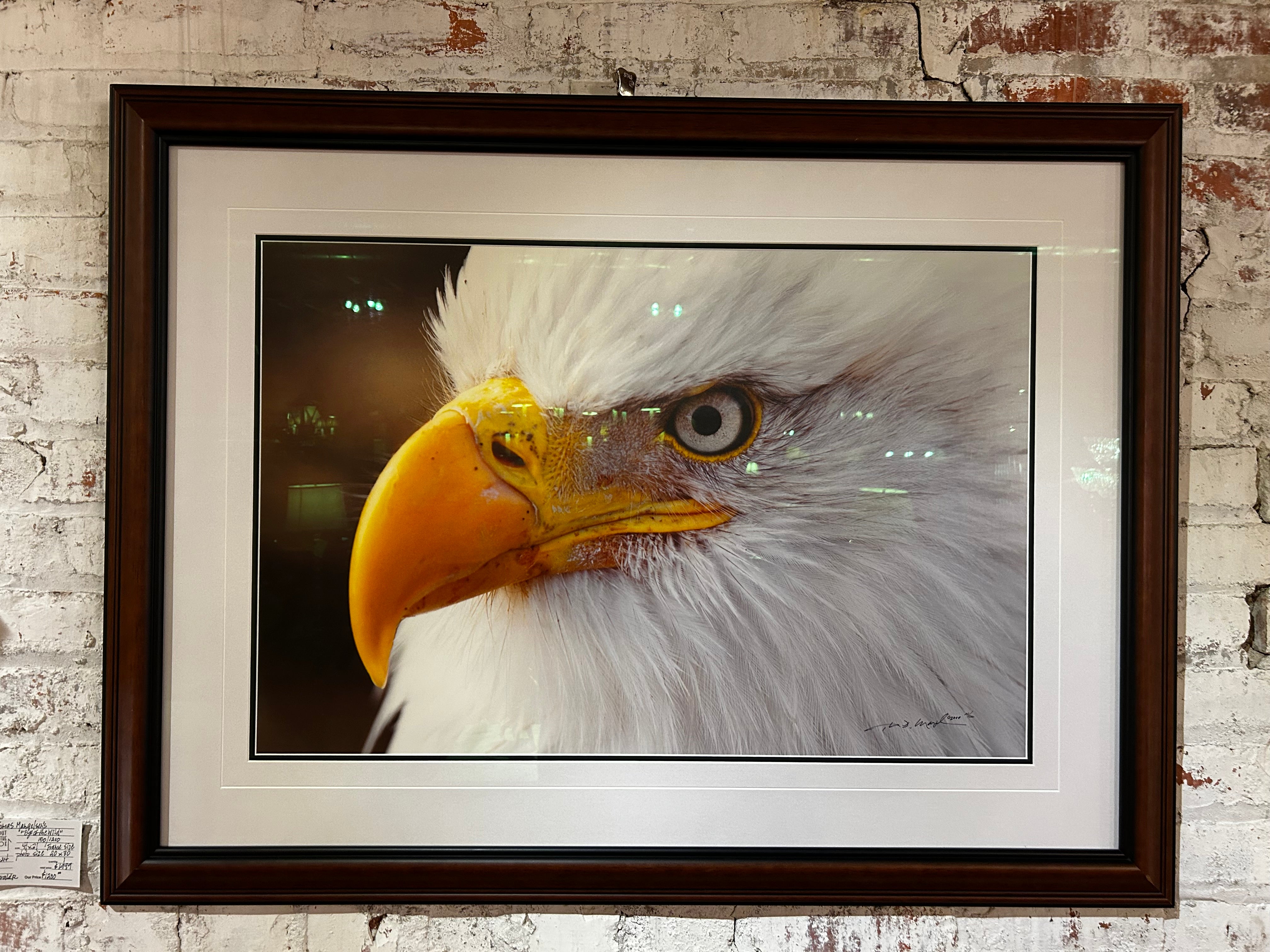 Thomas Mangelsen "Eye of the Wild" Limited Edition Photo Art, Eagle, Framed, Signed