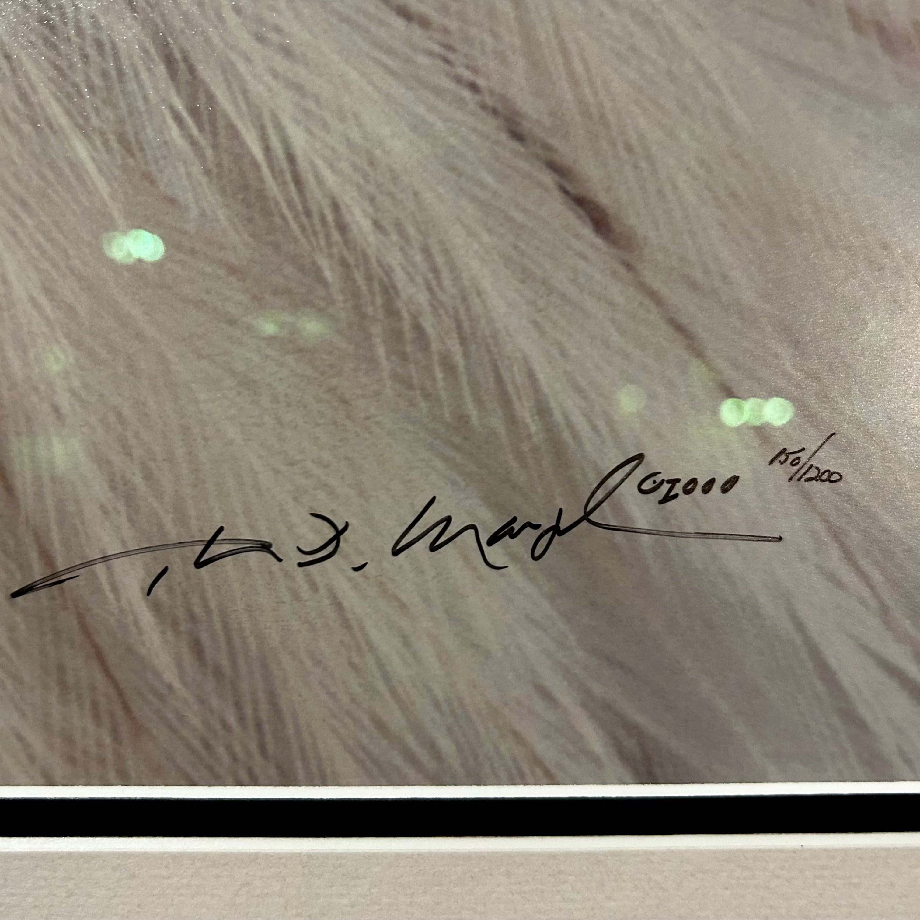 Thomas Mangelsen "Eye of the Wild" Limited Edition Photo Art, Eagle, Framed, Signed