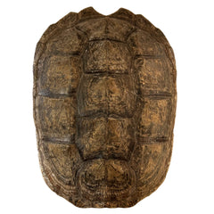 Snapping Turtle Shell, Carspace & Plastron