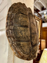 Snapping Turtle Shell, Carspace & Plastron