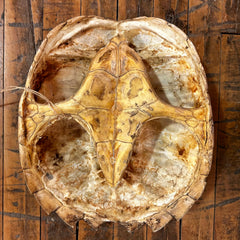Snapping Turtle Shell, Carspace & Plastron