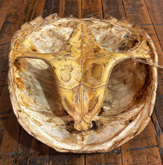Snapping Turtle Shell, Carspace & Plastron